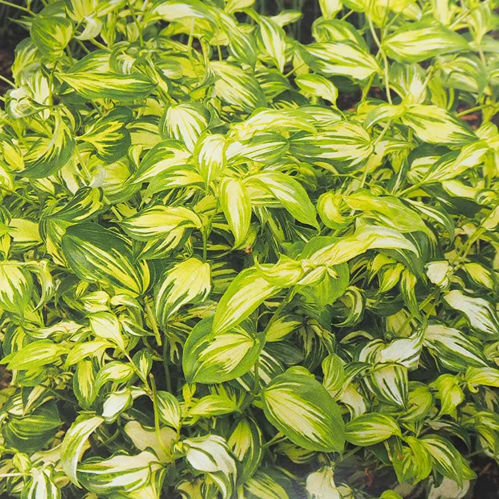 花苗｜【植物のITANSE】全品送料無料・即出荷!