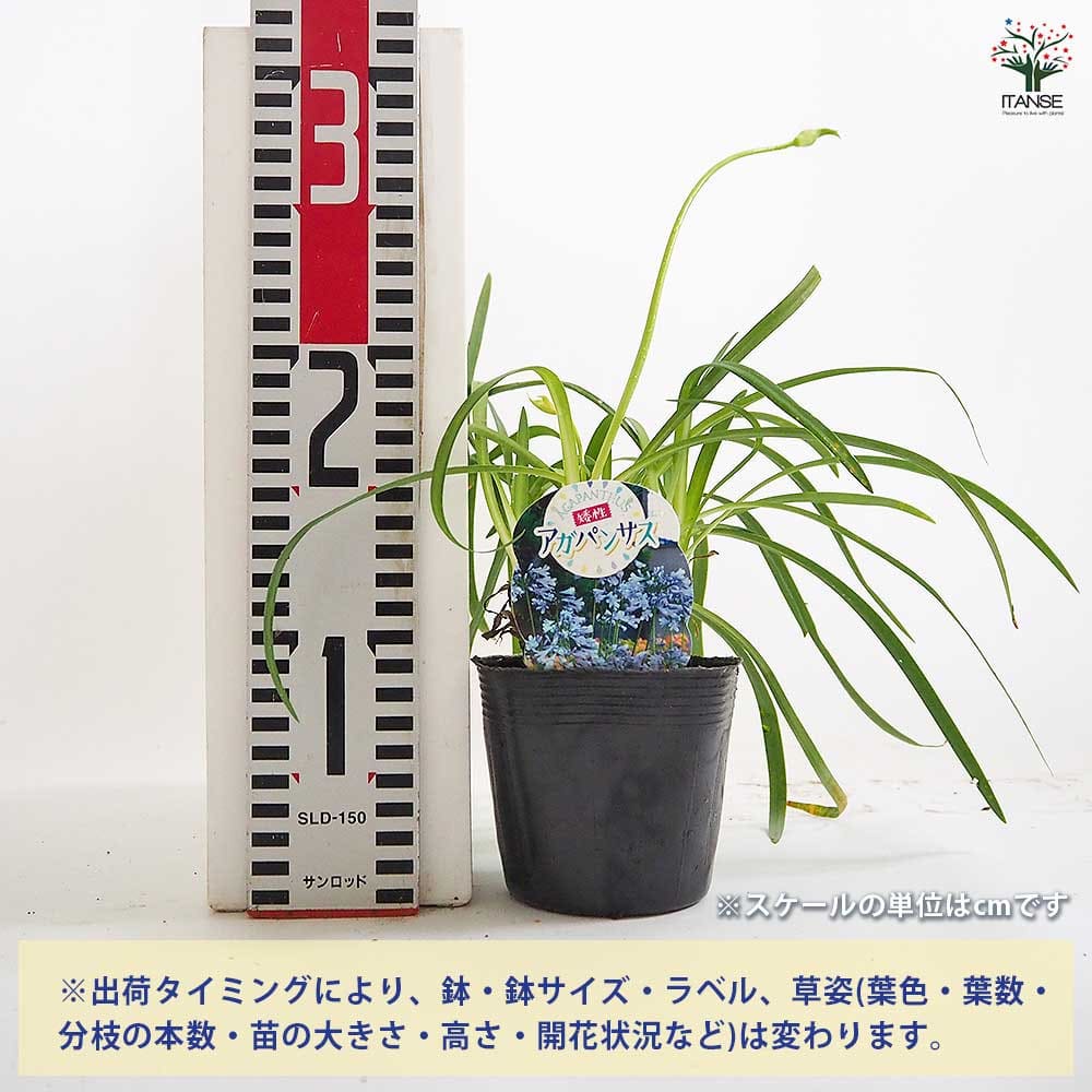 アガパンサス 矮性青花 【花苗 3.5号】｜ 【植物のITANSE】全品