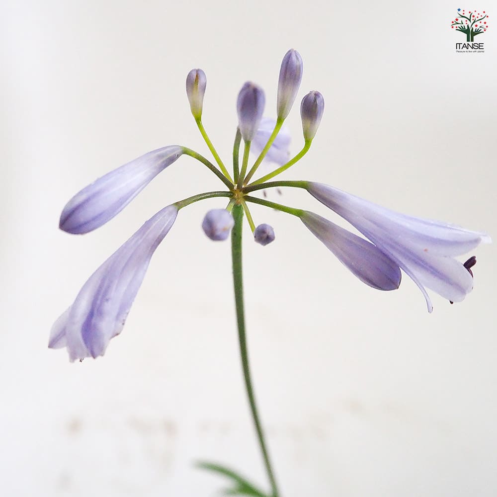 アガパンサス 矮性青花 【花苗 3.5号】｜ 【植物のITANSE】全品