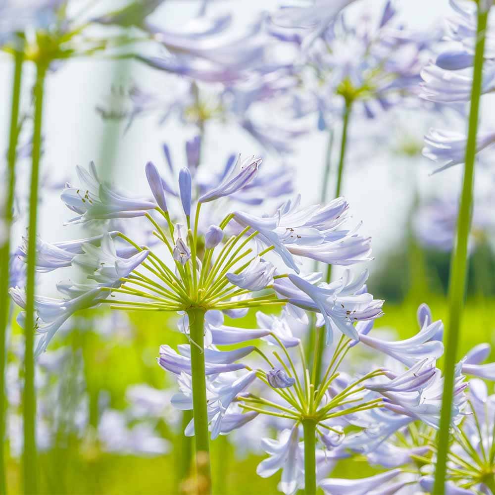 花苗｜【植物のITANSE】全品送料無料・即出荷!