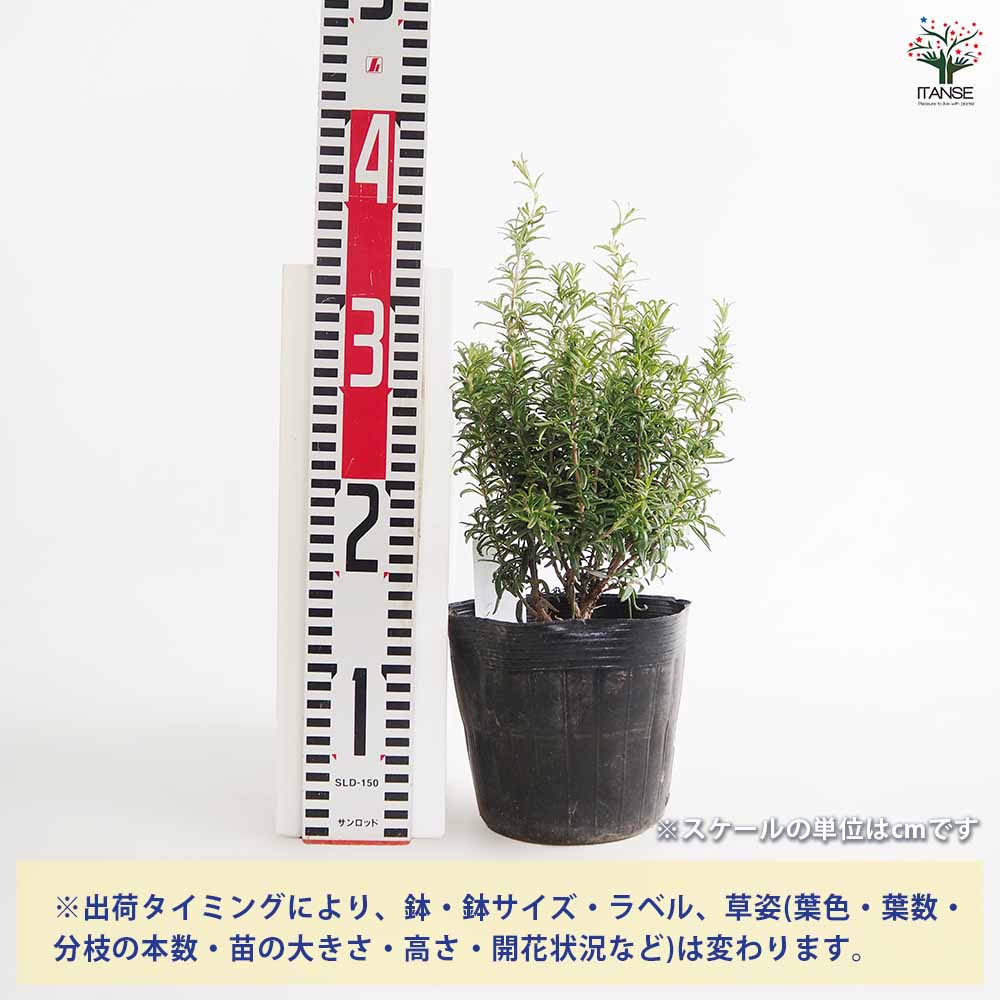 ローズマリー レックス 【ハーブの苗 4～5号／1個売り】｜ 【植物の