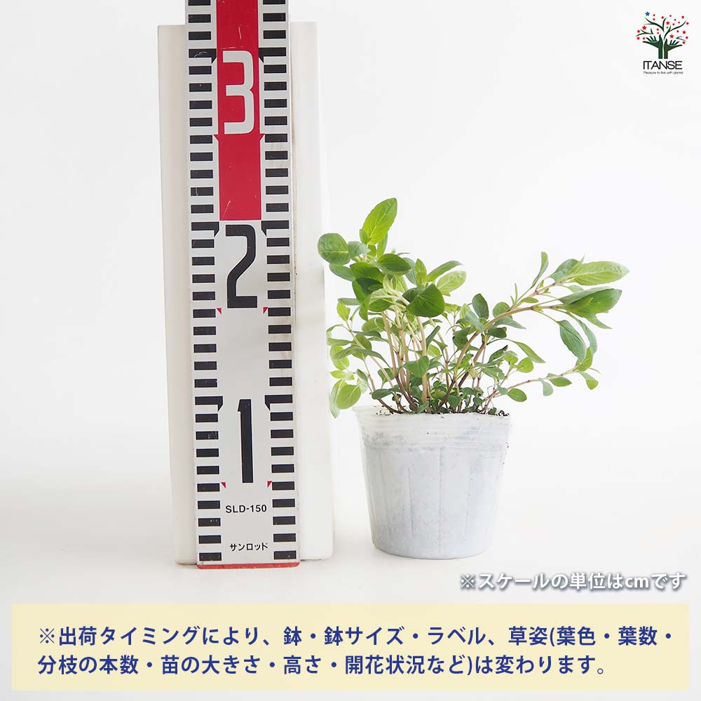 ベルガモット(モナルダ) プンクタータ 【ハーブの苗 3.5号】｜ 【植物