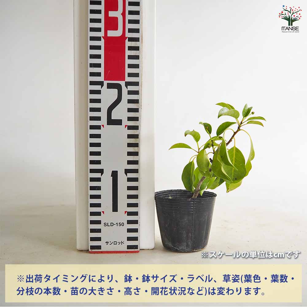 ソヨゴ 【花木苗 2.5号】｜ 【植物のITANSE】全品送料無料・即出荷!