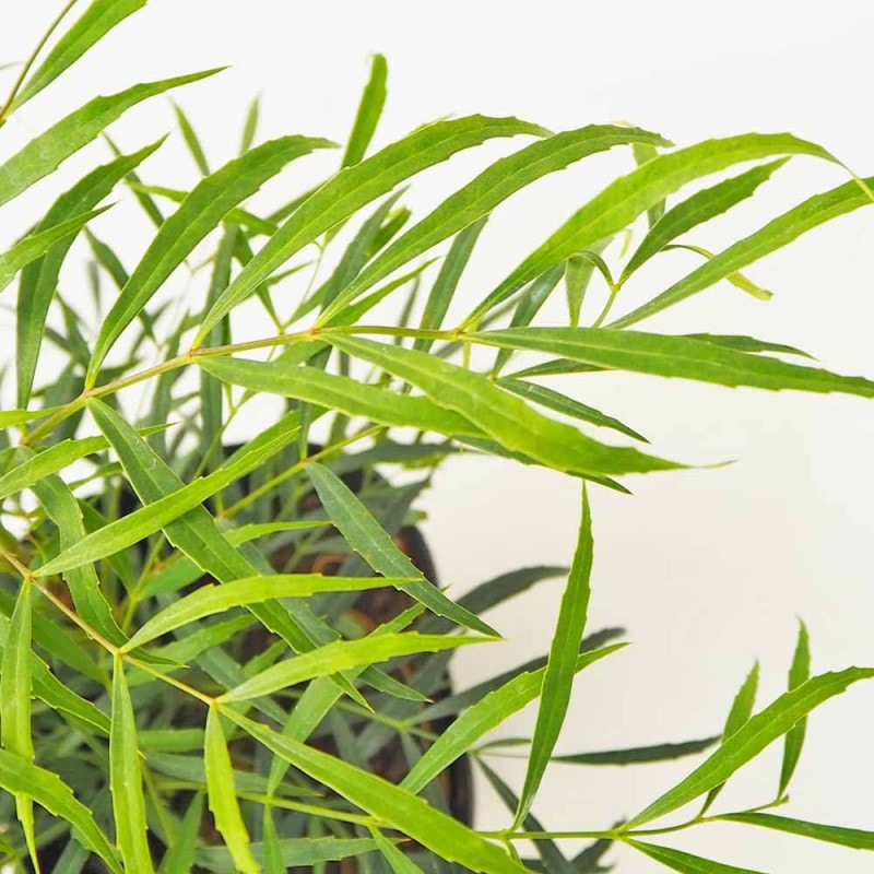 超レア　ボウェニア　セルラータ実生　シノブとの混合鉢　Bowenia サイカス マホニア コンフーサ セイリュウ 【花木苗 5号／1個売り】｜ 【植物の