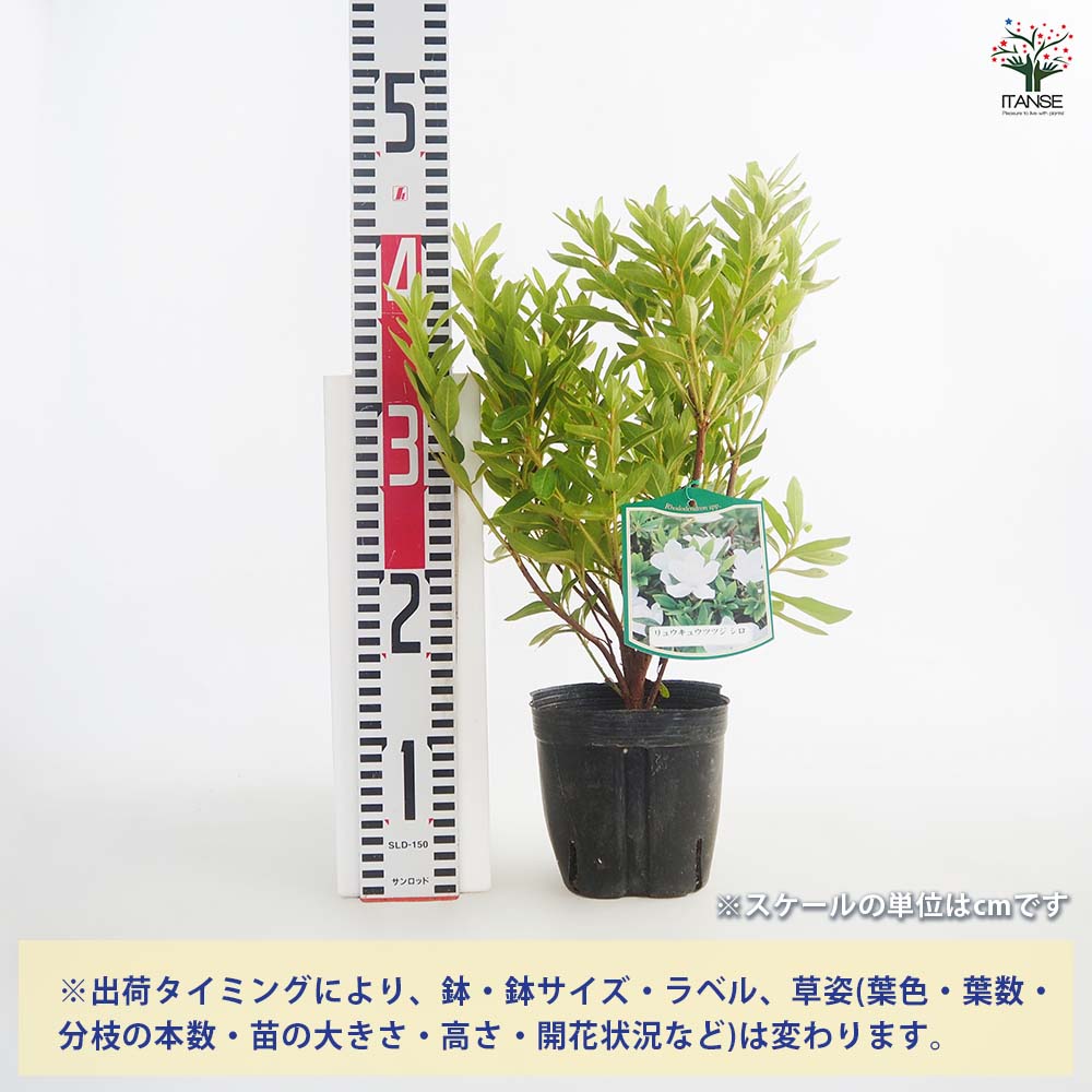 リュウキュウツツジ 白花 【花木苗 5号／1個売り】｜ 【植物の