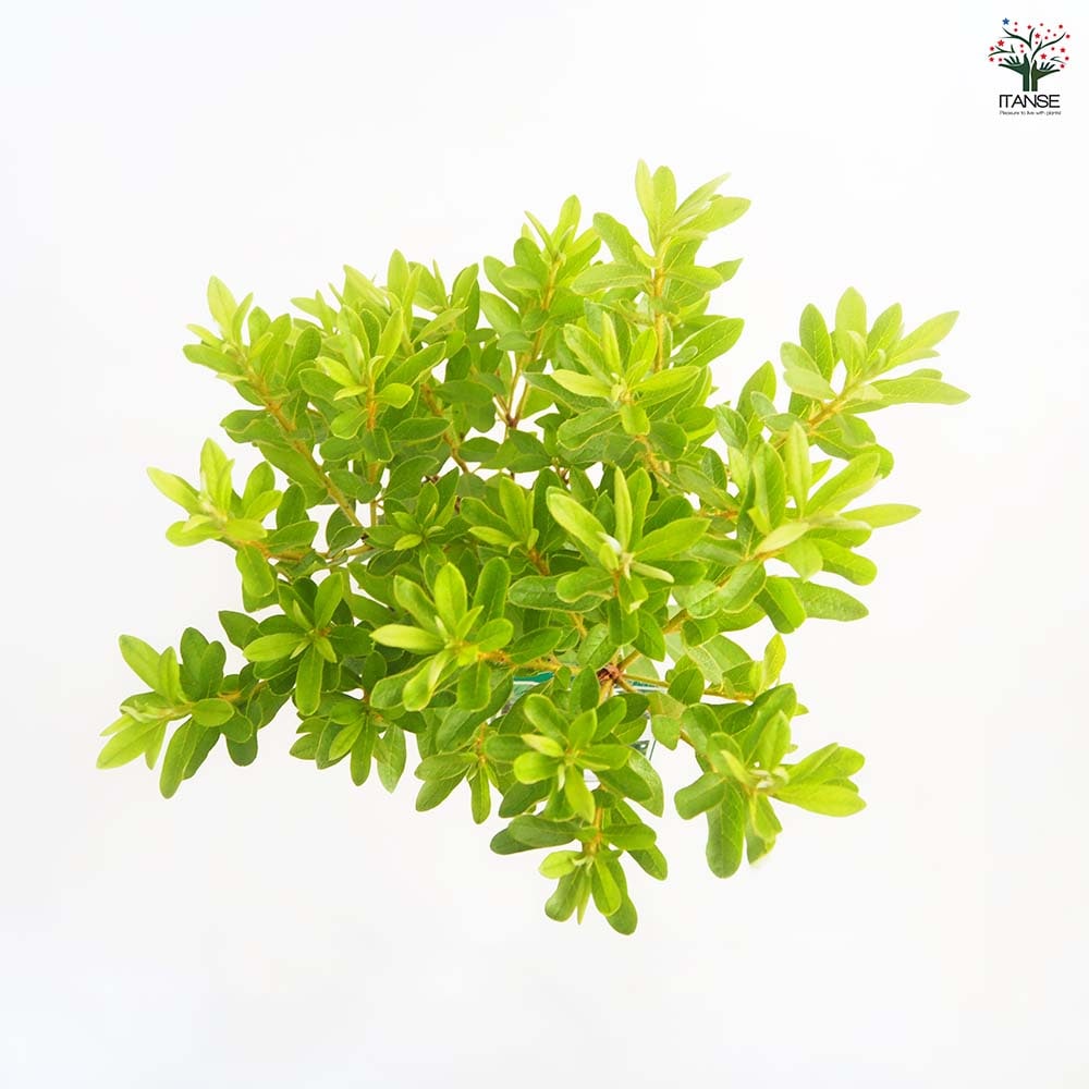 リュウキュウツツジ 白花 【花木苗 5号／1個売り】｜ 【植物の
