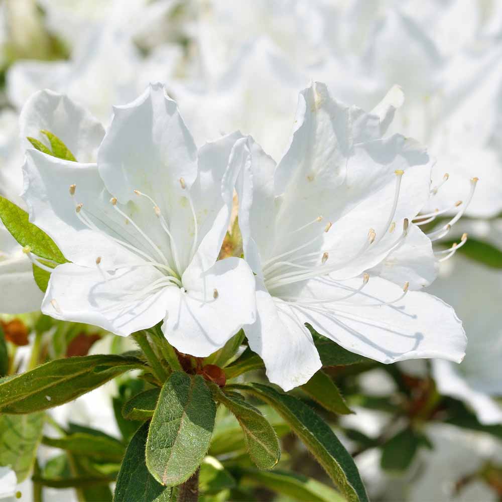 リュウキュウツツジ 白花 【花木苗 5号／1個売り】