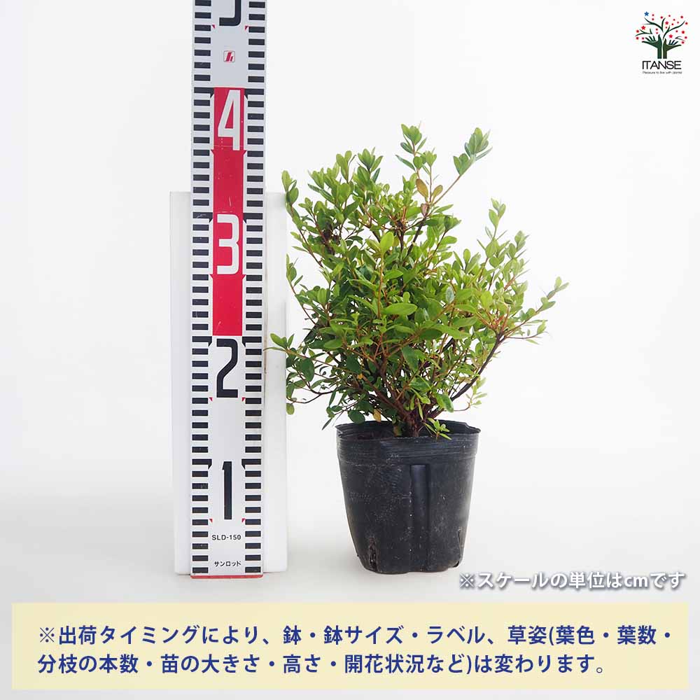 クルメツツジ(久留米ツツジ) 今猩々 【花木苗 5号／1個売り】｜ 【植物