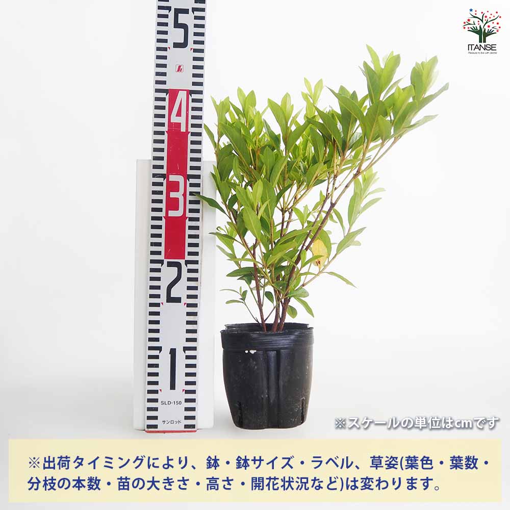 ヒラドツツジ 大紫 【花木苗 5号／1個売り】｜ 【植物のITANSE