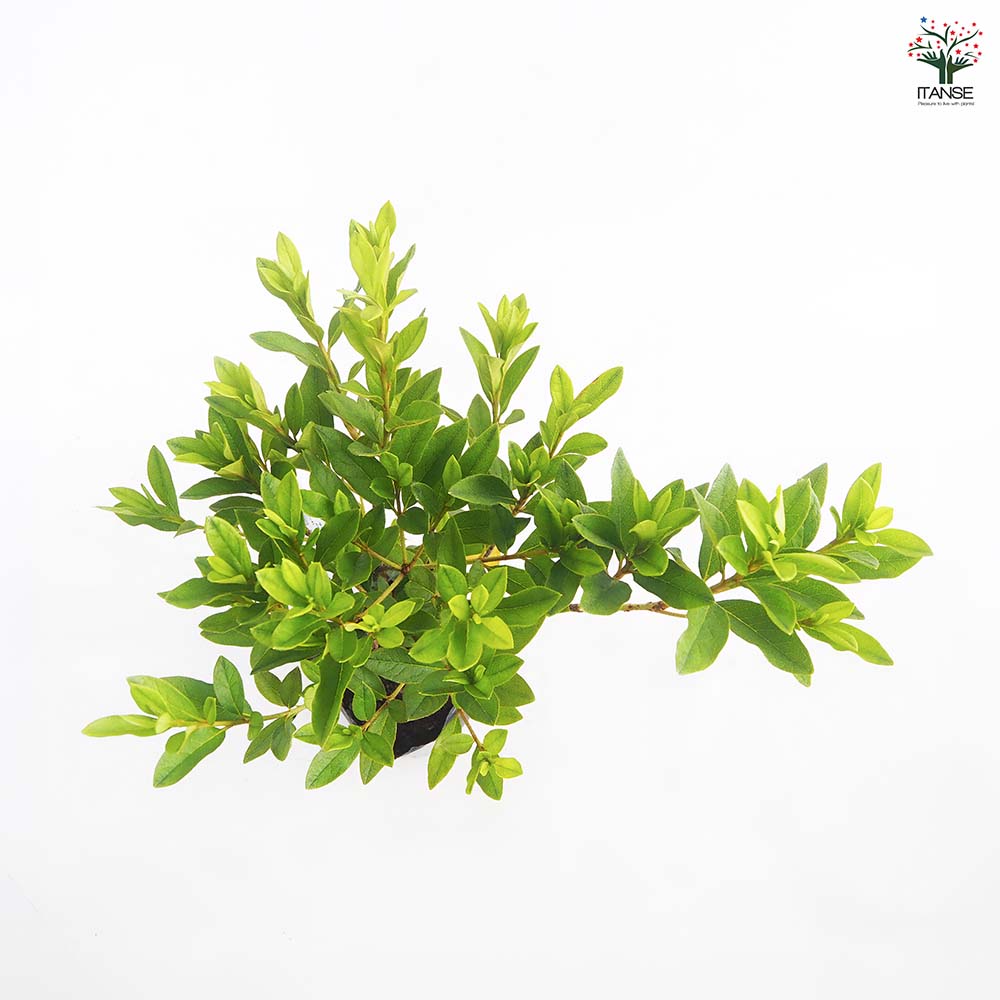 ヒラドツツジ 大紫 【花木苗 5号／1個売り】｜ 【植物のITANSE