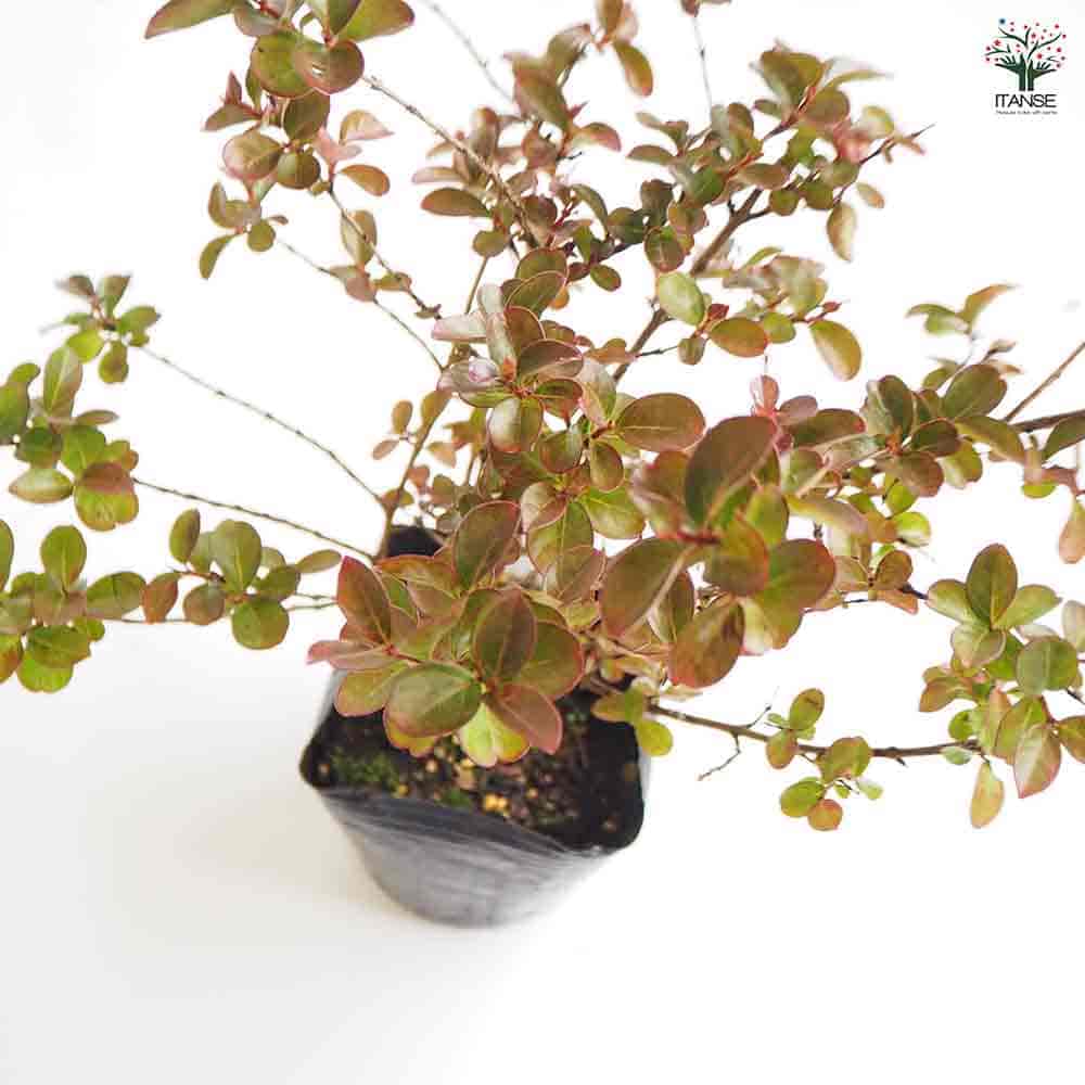 矮性サルスベリの苗木 ポコモック 【花木苗 4号】｜ 【植物の