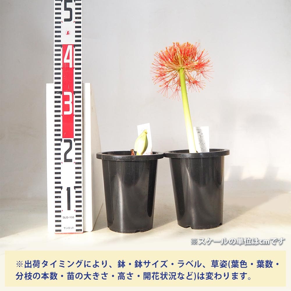 追加商品画像