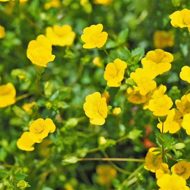 ポーチュラカ シーグラス品種見計らい2個～ 【花苗 3号】｜ 【植物の