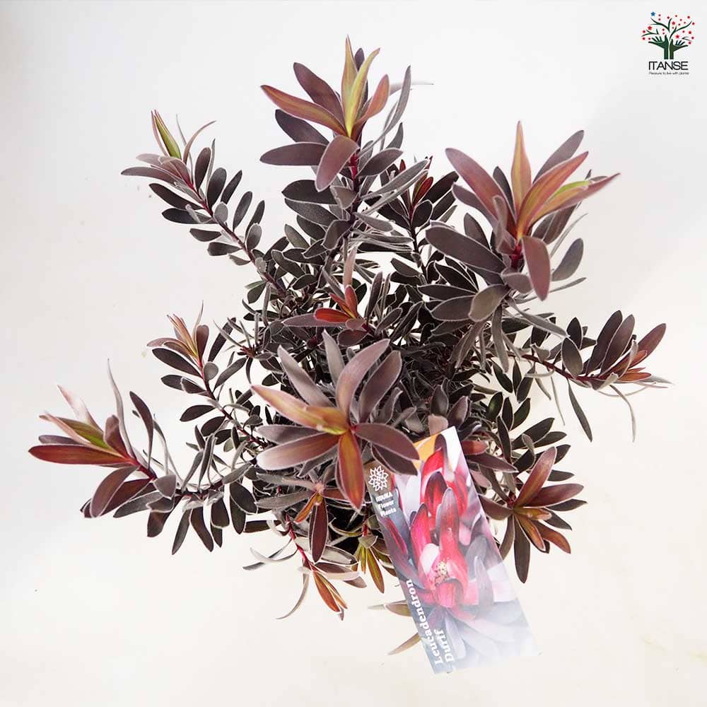 リューカデンドロン デュリフ 【花木苗 5号／1個売り】｜ 【植物の