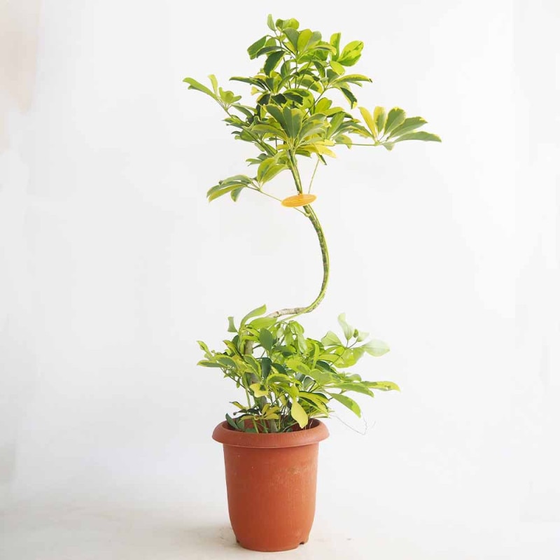 サボテン 金鯱(キンシャチ) 【多肉植物 2.5号】｜ 【植物の