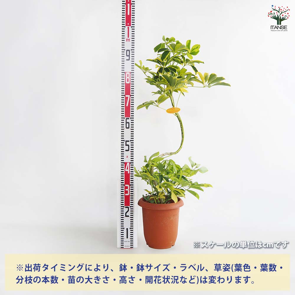 シェフレラ ハッピーイエロー曲がり 【観葉植物 7号／1個売り