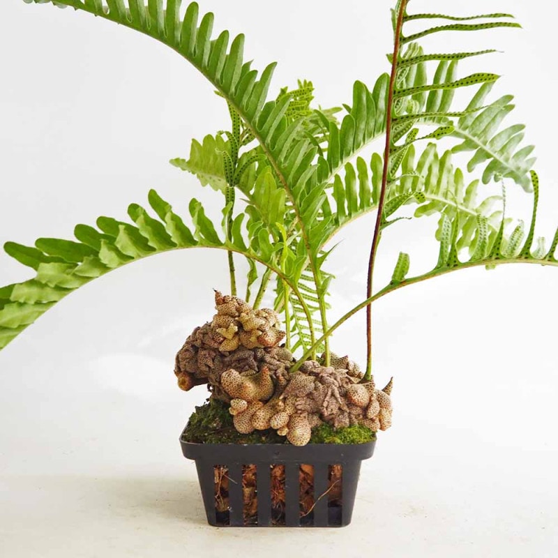 水草 キューバパールグラス 【観葉植物 2号】｜ 【植物のITANSE