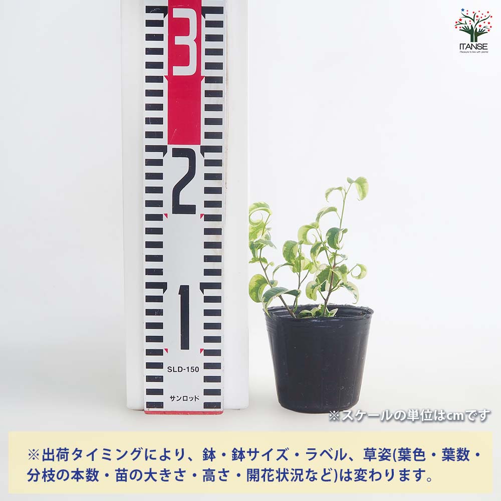フィカス ベンジャミン シタシオン 【観葉植物 3号】｜ 【植物の