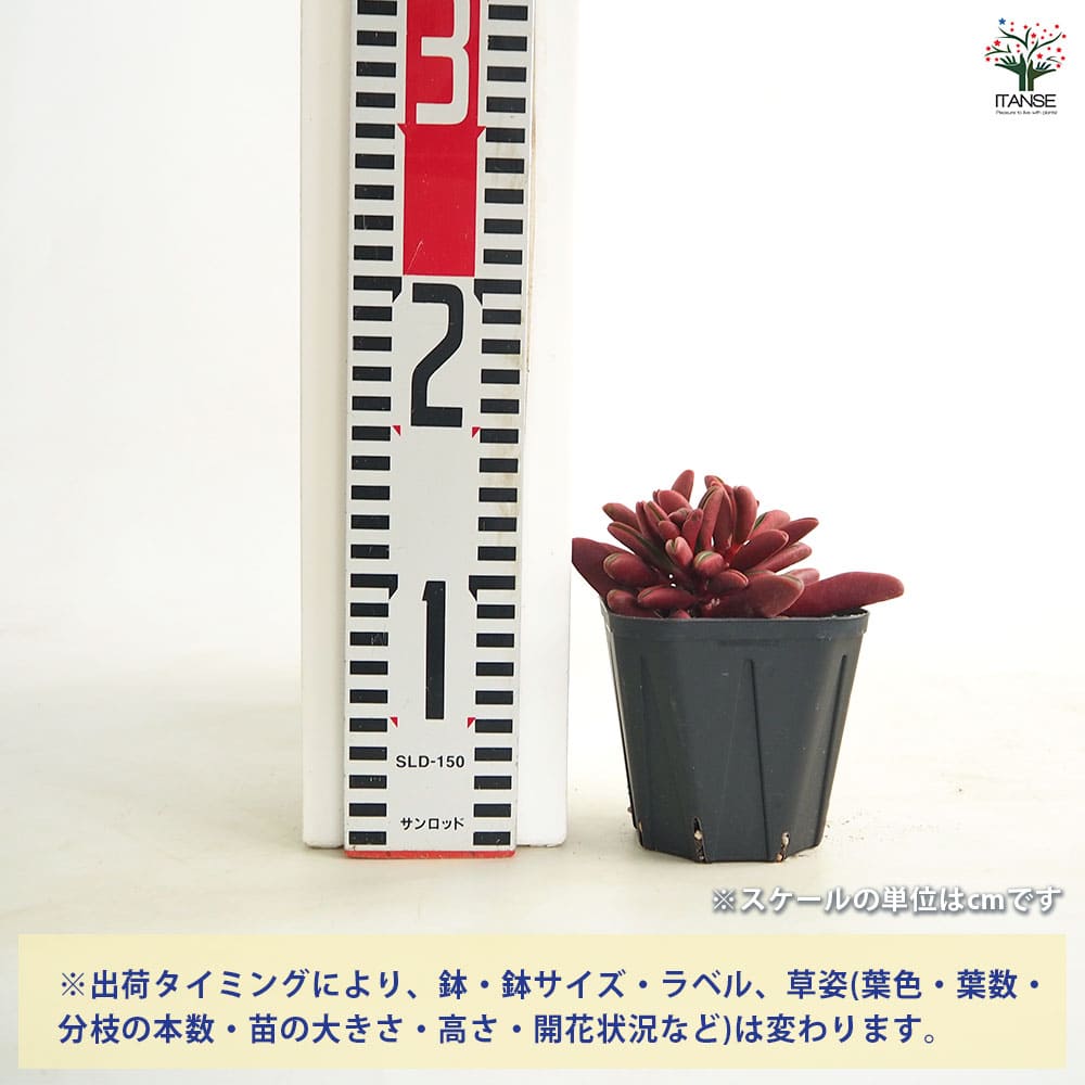 ペペロミア グラベオレンス 【観葉植物 3.5号】｜ 【植物の