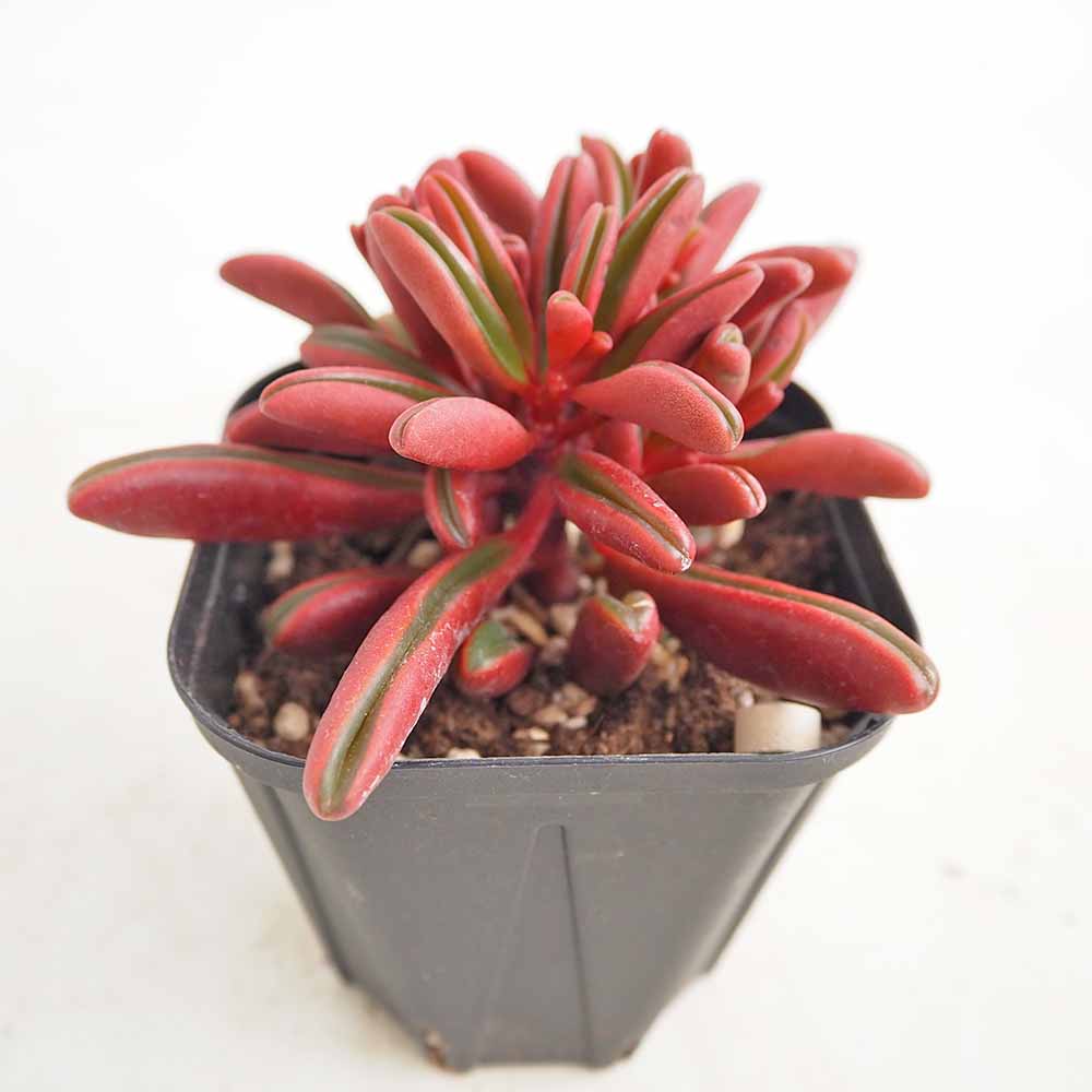 ペペロミア グラベオレンス 【観葉植物 3.5号】｜ 【植物の