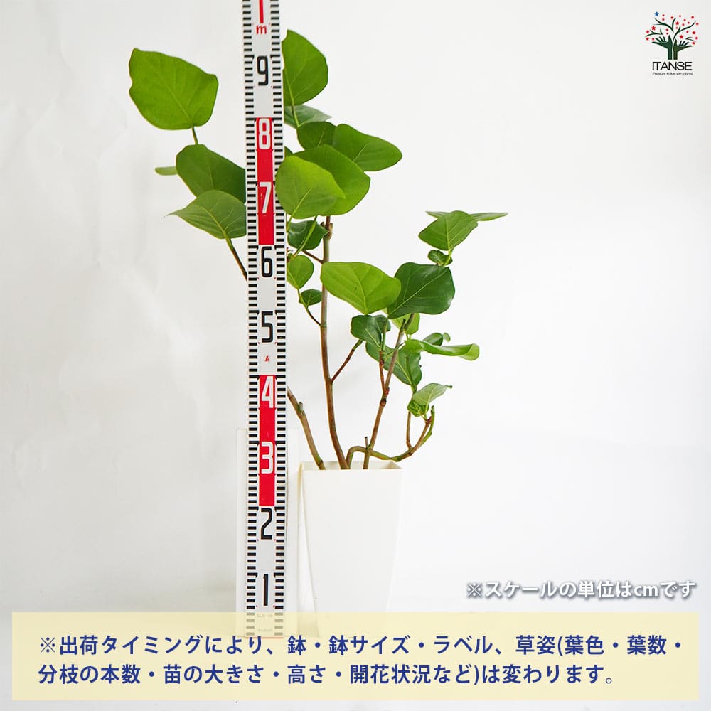 シーグレープ 【観葉植物 7号／1個売り】｜ 【植物のITANSE