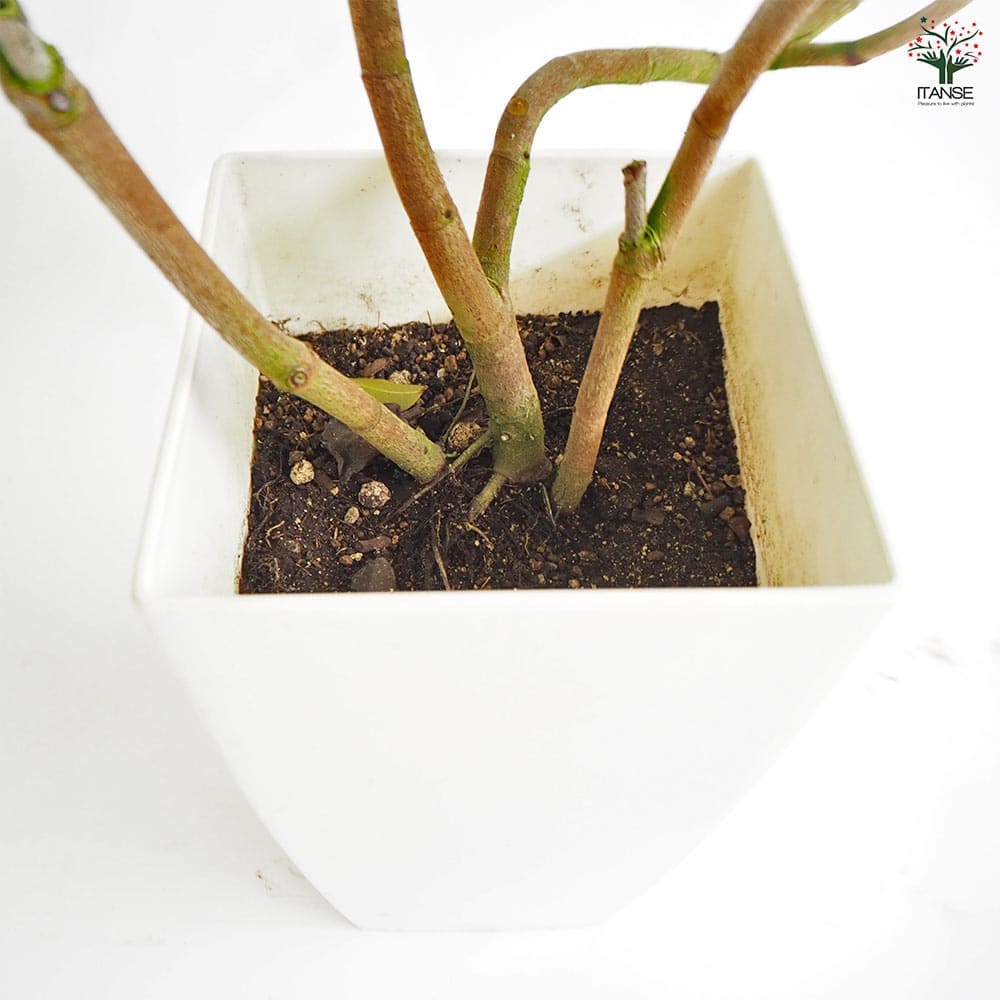 シーグレープ 【観葉植物 7号／1個売り】｜ 【植物のITANSE