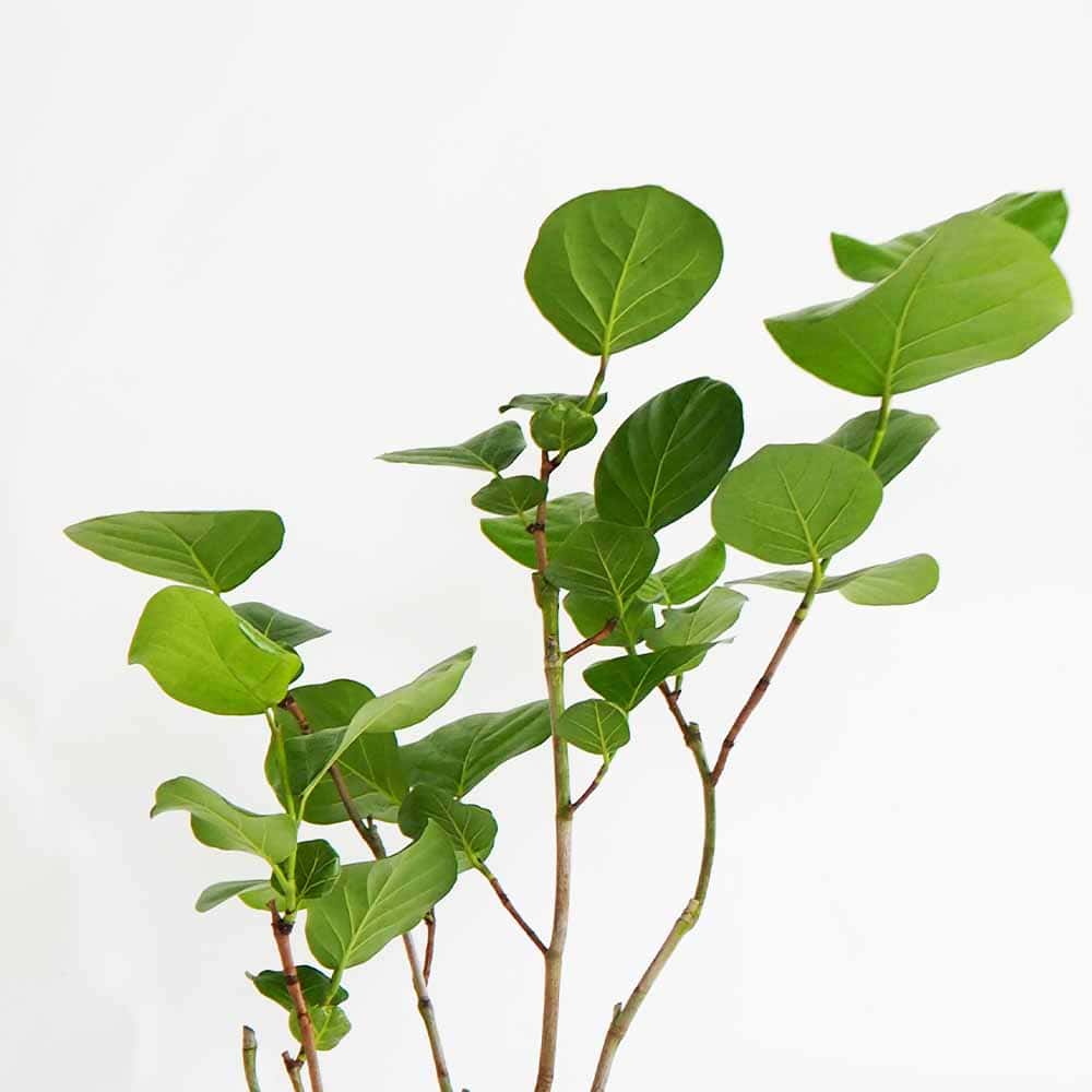 シーグレープ 【観葉植物 7号／1個売り】｜ 【植物のITANSE