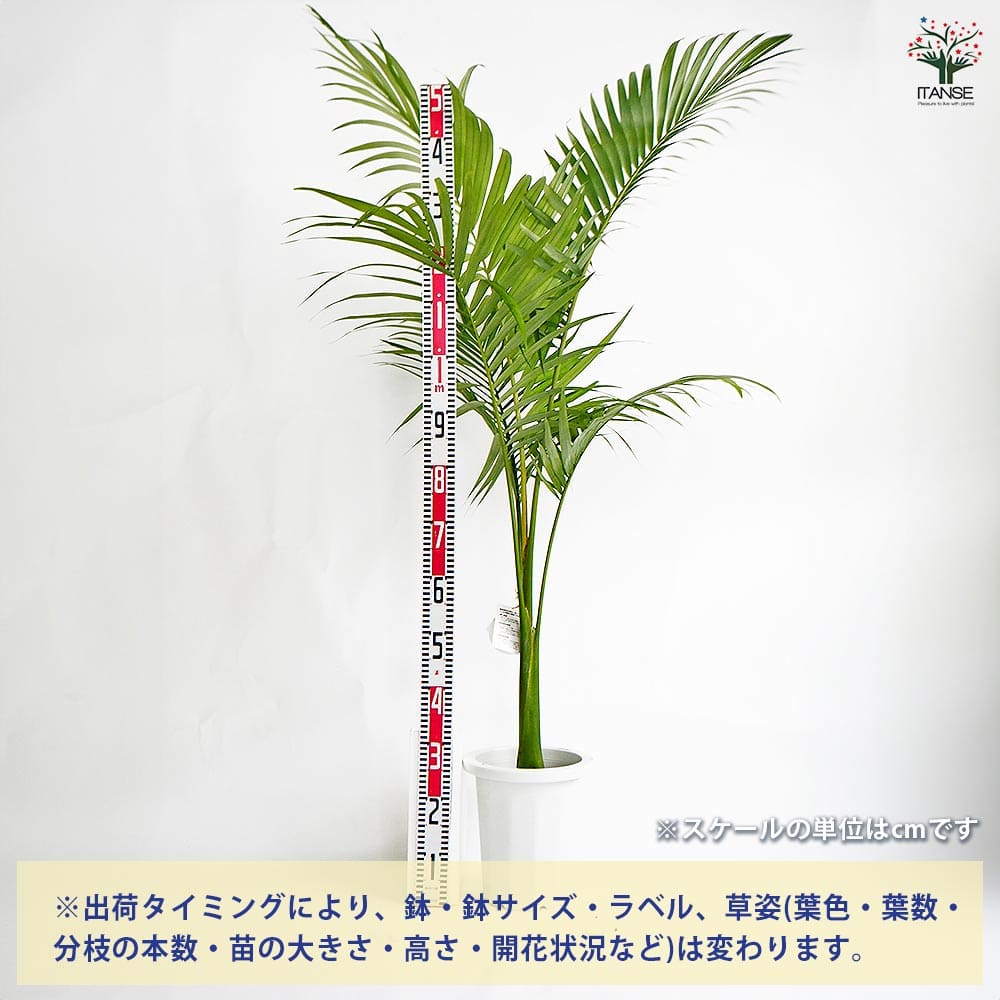 ユスラヤシ キングパーム 【観葉植物 8号／1個売り】｜ 【植物の