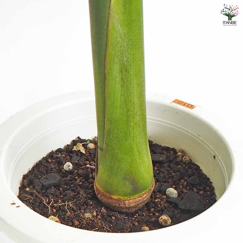 ユスラヤシ キングパーム 【観葉植物 8号／1個売り】｜ 【植物の