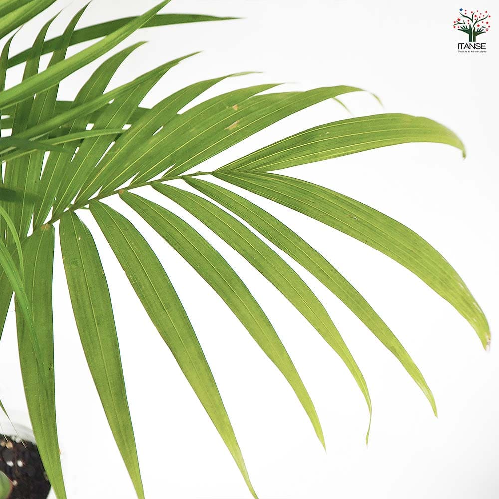 ユスラヤシ キングパーム 【観葉植物 8号／1個売り】｜ 【植物の