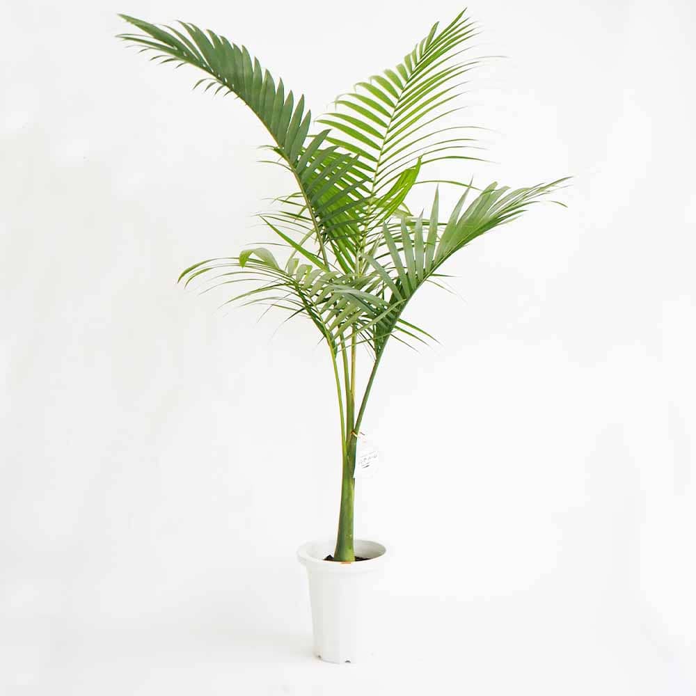 ユスラヤシ キングパーム 【観葉植物 8号／1個売り】｜ 【植物の