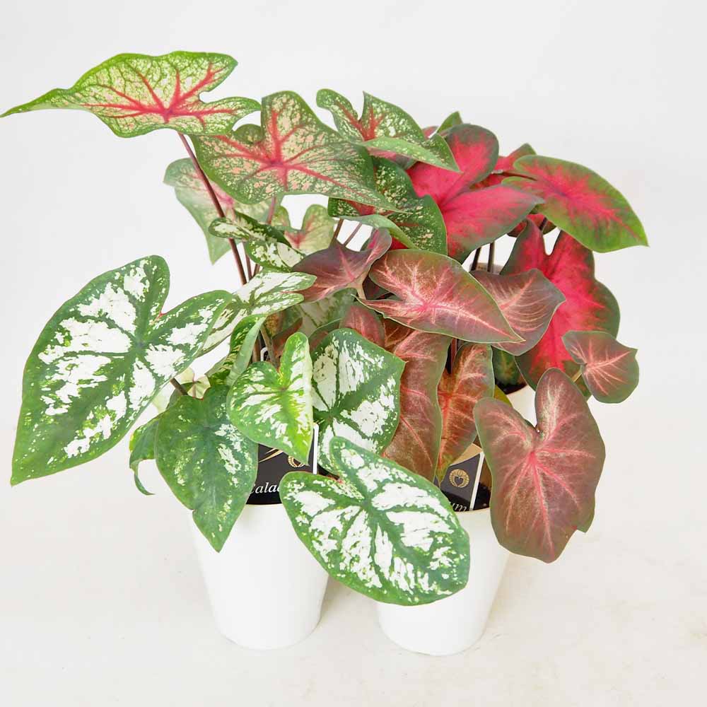 カラジウム 品種見計らい 【観葉植物 3.5号】