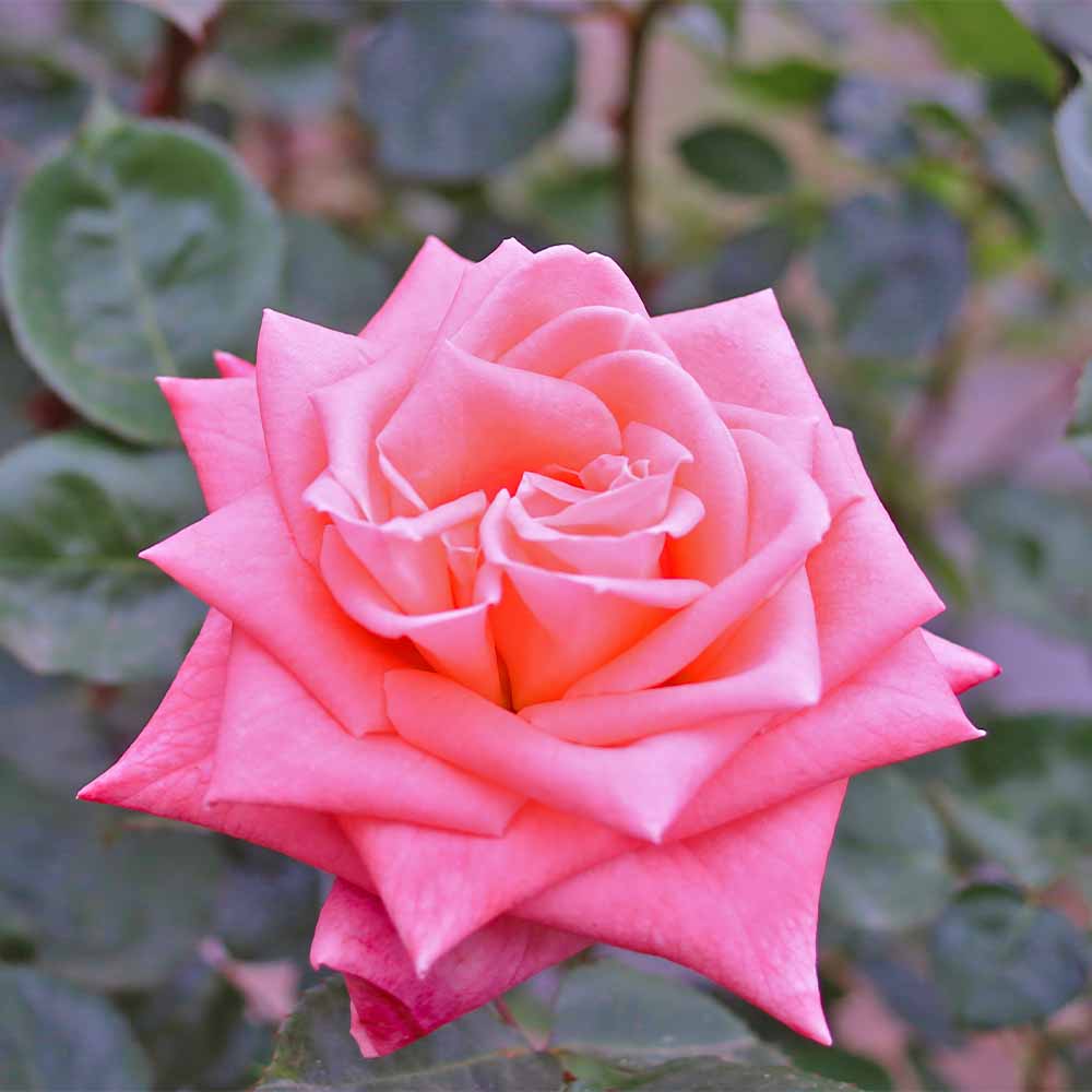 薔薇 ソニア CL接木 【花苗 4号／1個売り】