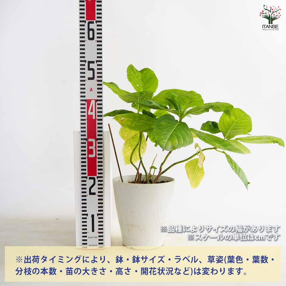 アジサイ 訳ありアジサイ 【花木苗 5号】｜ 【植物のITANSE