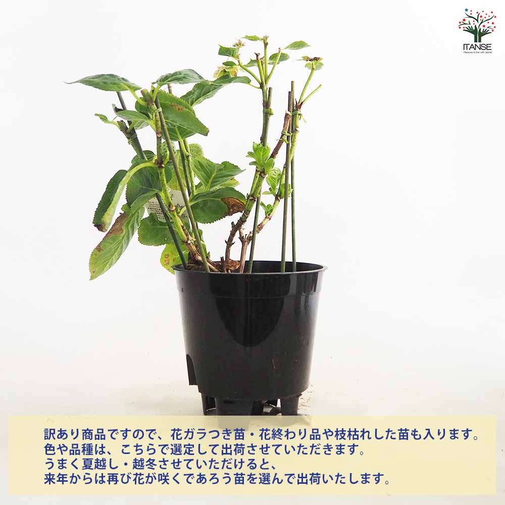 アジサイ 訳ありアジサイ 【花木苗 5号】｜ 【植物のITANSE