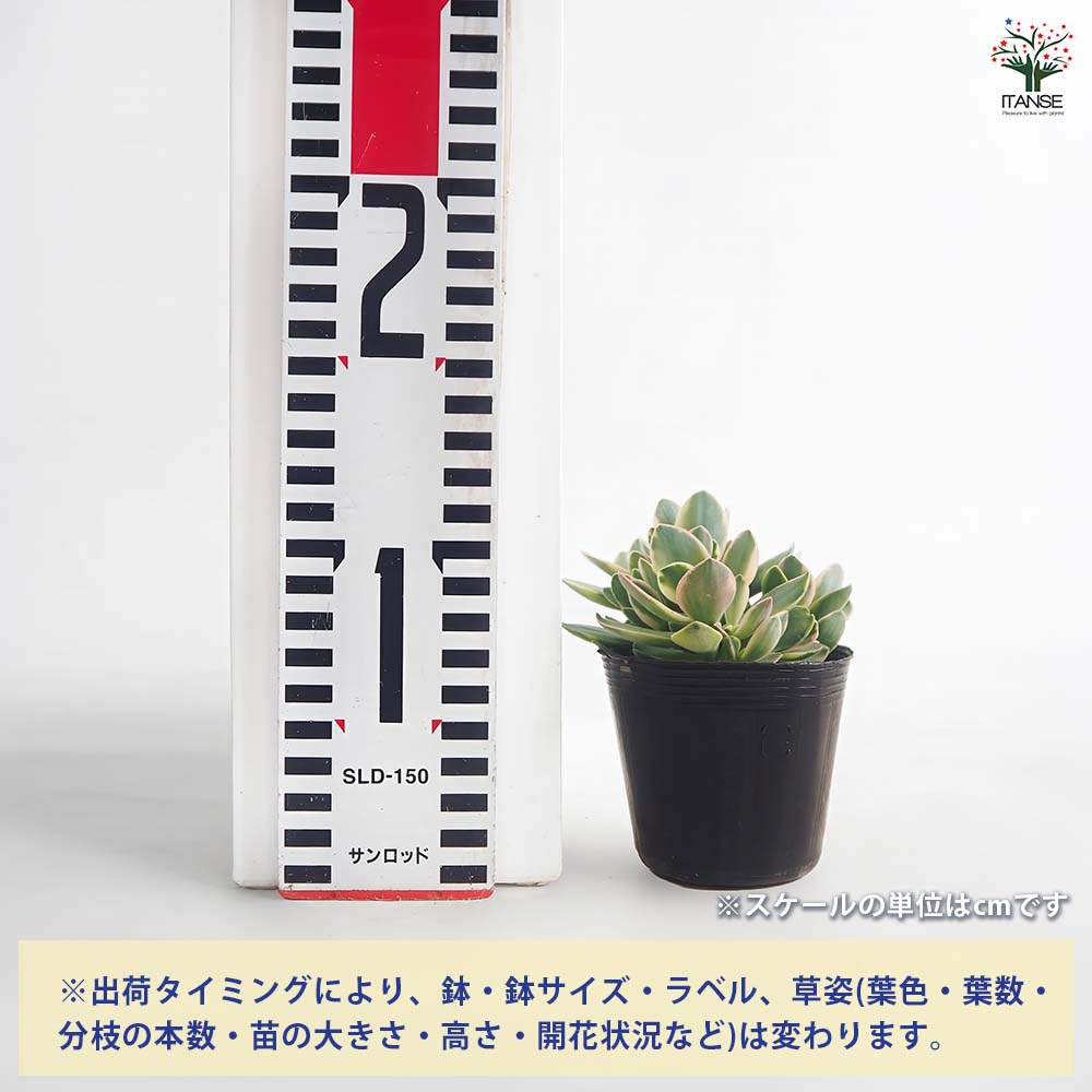 クラッスラ マネーメーカー 【多肉植物 2.5号】｜ 【植物の