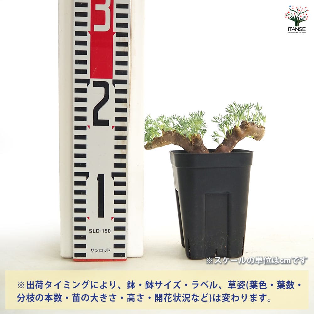 サルコカウロン ムルティフィズム3～ 【多肉植物 3号／1個売り