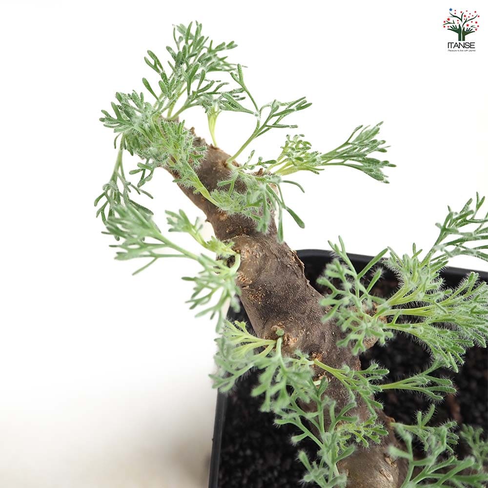 サルコカウロン ムルティフィズム3～ 【多肉植物 3号／1個売り