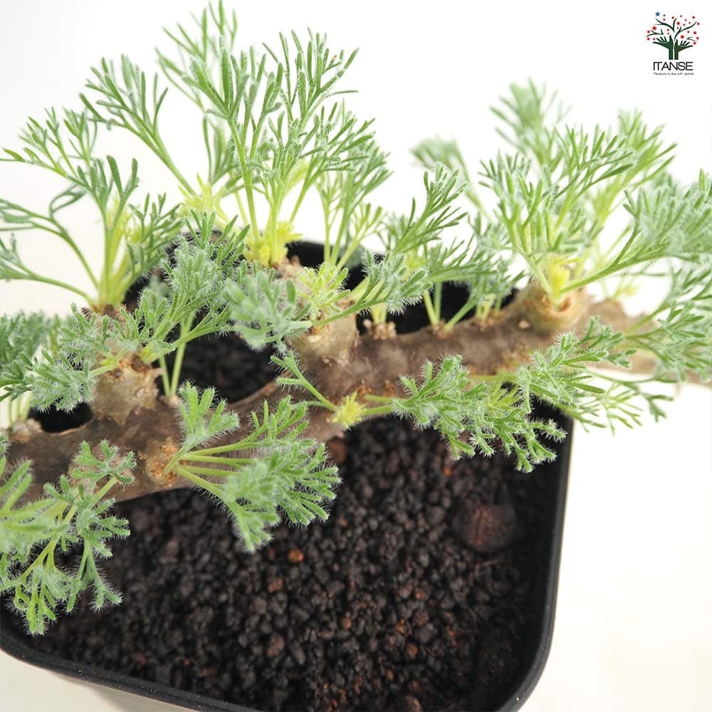 だぎだぎ様 サルコカウロン ムルチフィズム サルコカウロン ムルティフィズム3～ 【多肉植物 3号／1個売り