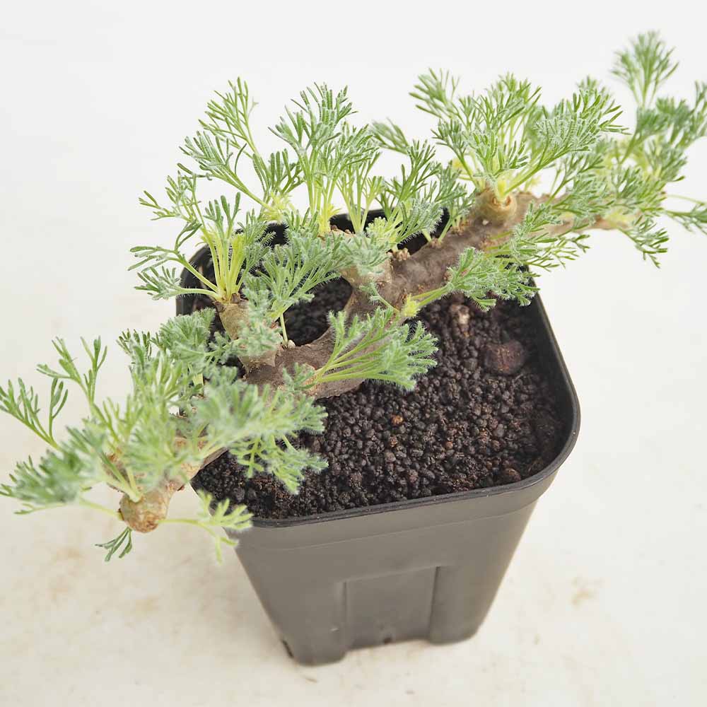 サルコカウロン ムルティフィズム3～ 【多肉植物 3号／1個売り】
