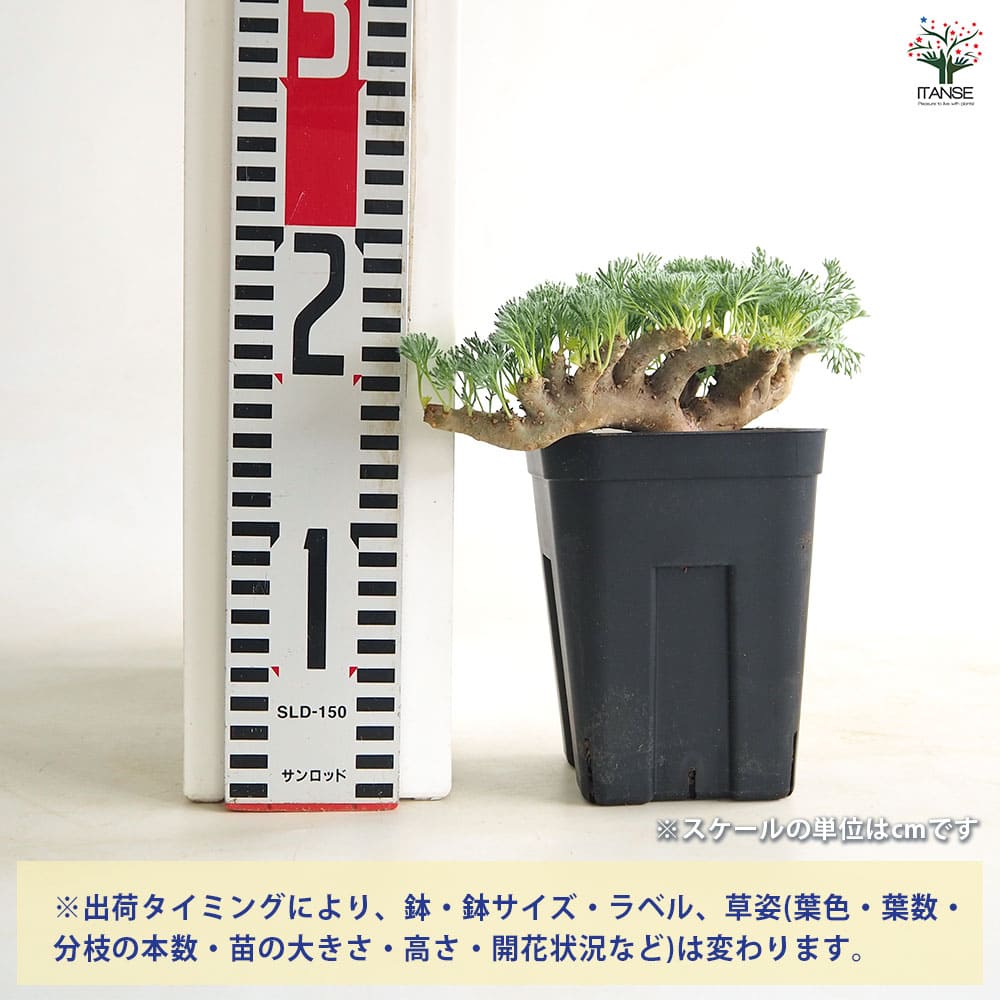 サルコカウロン ムルティフィズム 【多肉植物 4号／1個売り】｜ 【植物