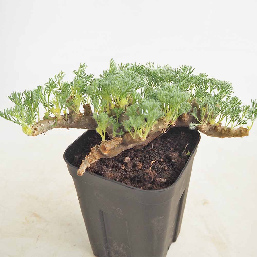 サルコカウロン ムルティフィズム 【多肉植物 4号／1個売り】