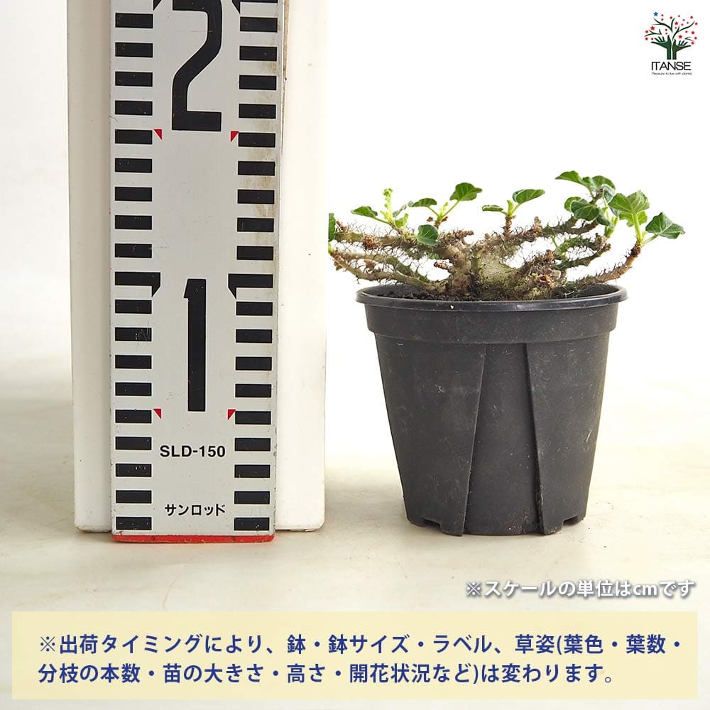 ヤトロファ マルギナータ 【多肉植物 4号／1個売り】｜ 【植物の
