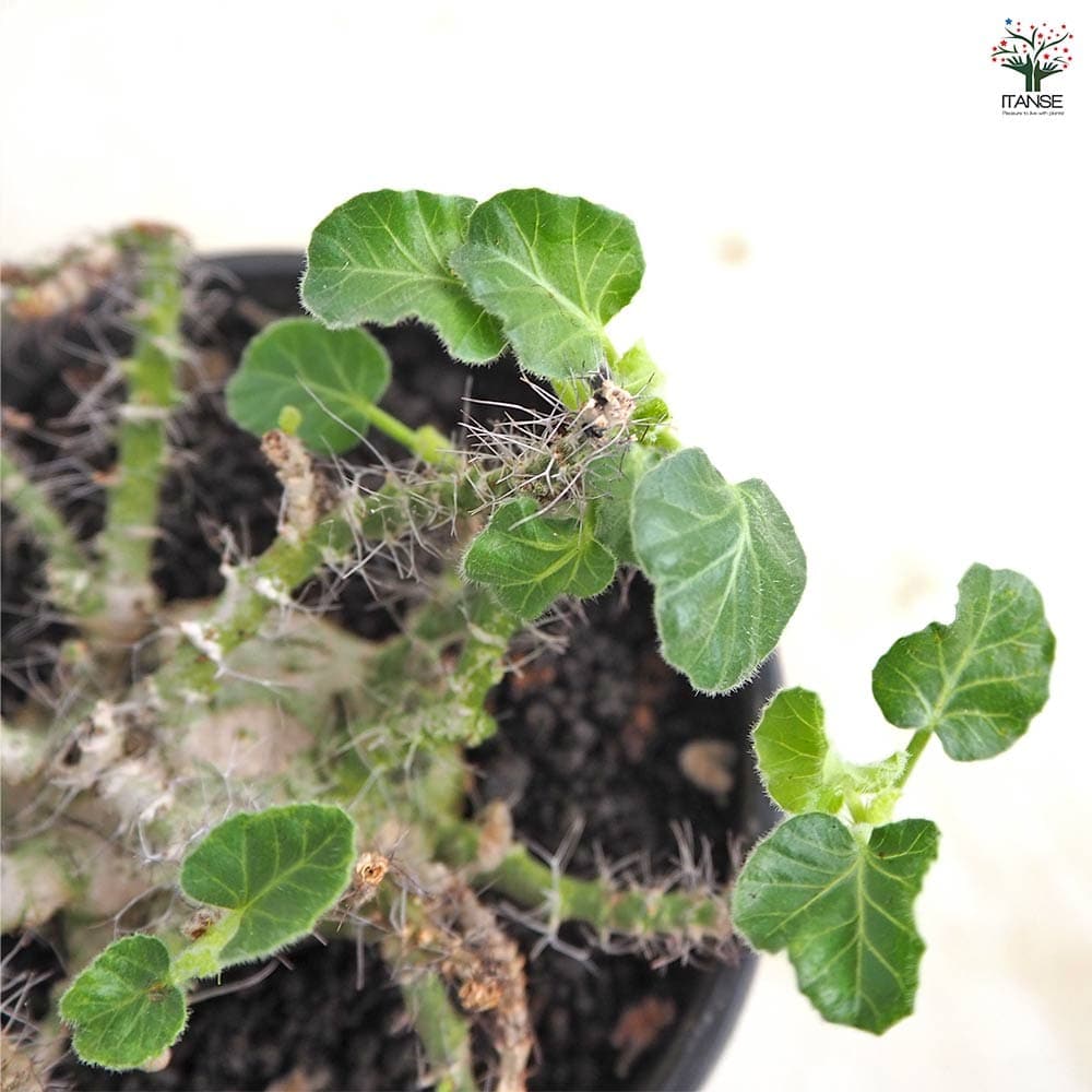ヤトロファ マルギナータ 【多肉植物 4号／1個売り】｜ 【植物の