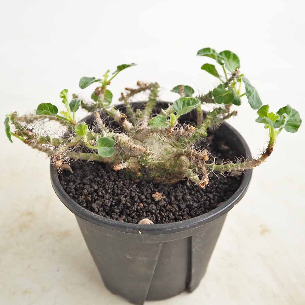 ヤトロファ マルギナータ 【多肉植物 4号／1個売り】