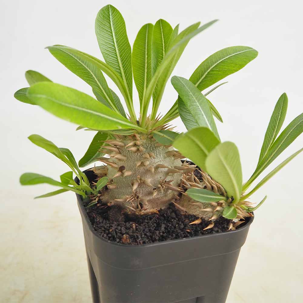 パキポディウム エビス大黒 【多肉植物 3.5号／1個売り】