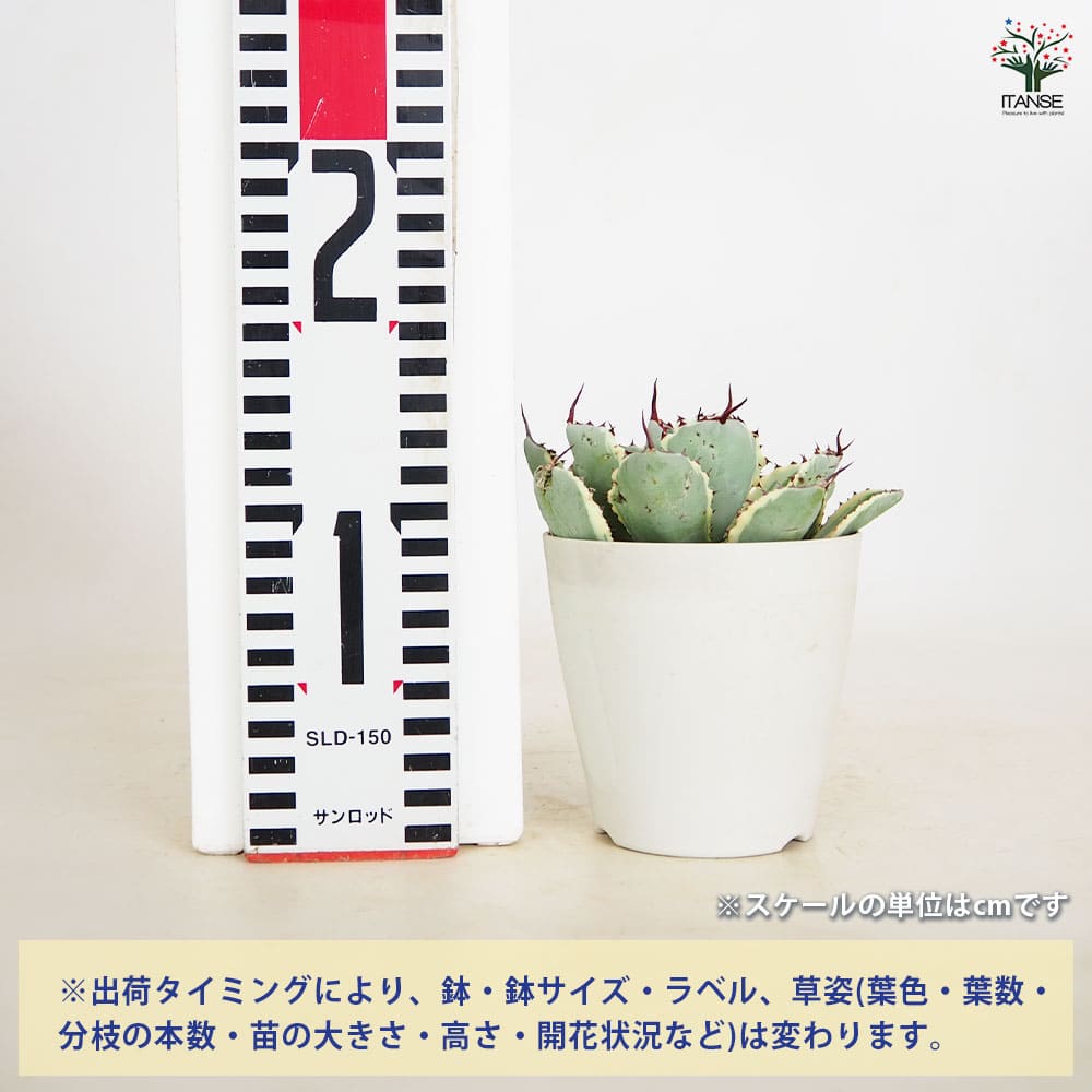 アガベ 吉祥冠錦 【多肉植物 3号／1個売り】｜ 【植物のITANSE