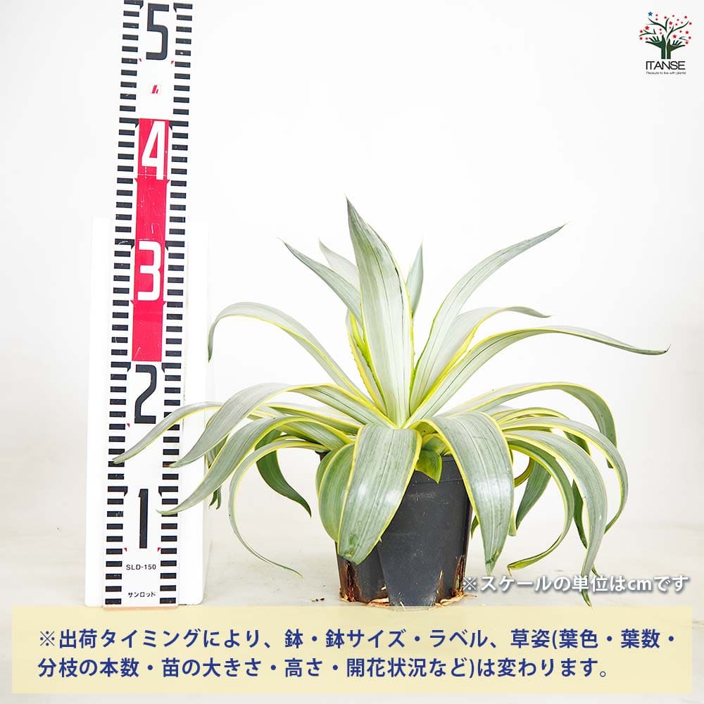 アガベ ディスメティアーナ ブルームーン 【多肉植物 5号／1個売り