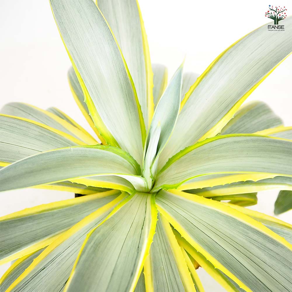 アガベ ディスメティアーナ ブルームーン 【多肉植物 5号／1個売り