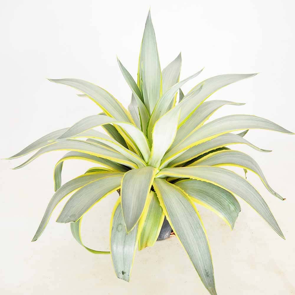 アガベ ディスメティアーナ ブルームーン 【多肉植物 5号／1個売り
